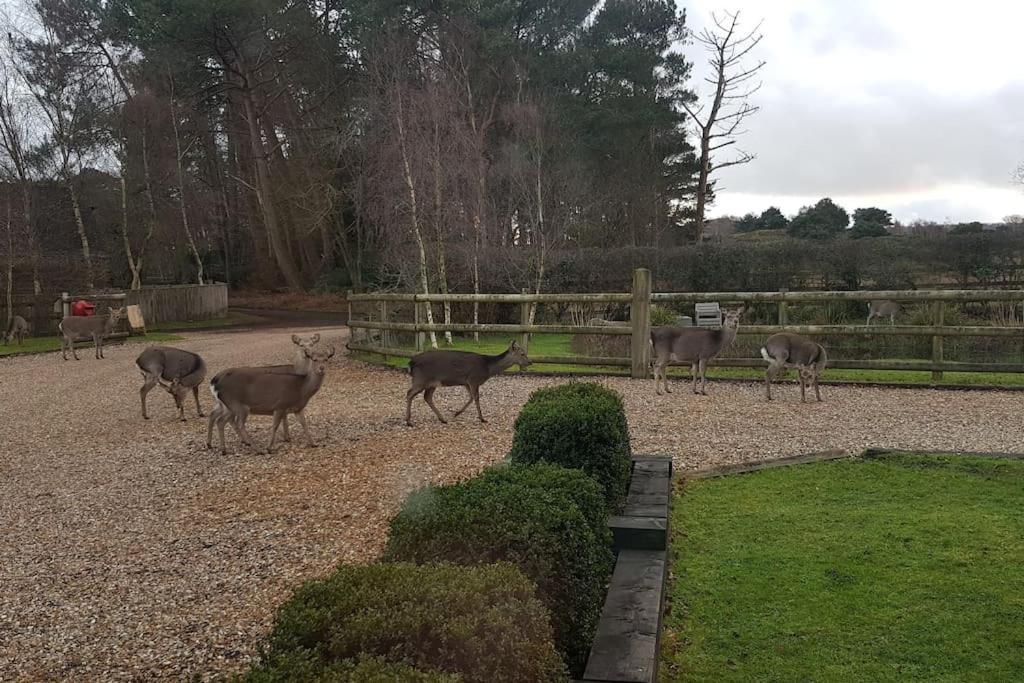 Home In Dorset, Near Jurassic Coast And Arne แวร์แรม ภายนอก รูปภาพ